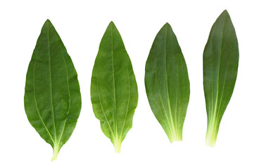 Fototapeta na wymiar Soapwort and Dianthus Leaf