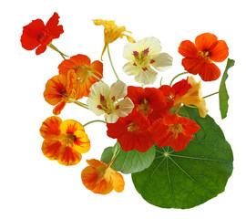 Colorful Nasturtium Flower