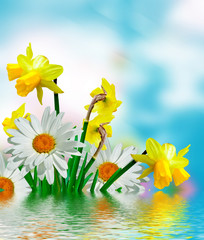 daisy flowers on blue sky background. narcissus