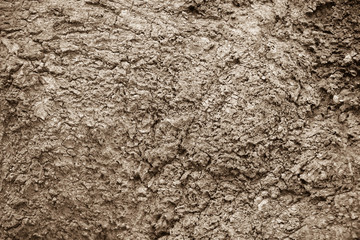 Tree bark texture