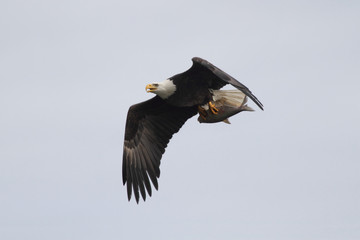 Adult Bald Eagle (haliaeetus leucocephalus)