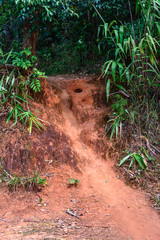 Forest trail pathway for running in national park.