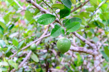 Freshness green lime fruit on tree in plantation.