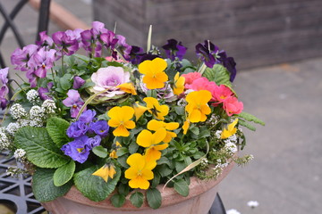 ビオラの寄せ植え