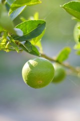 fresh lime tree in vegetable garden