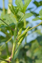 green Okra tree in vegetable garden