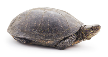 Large turtle.