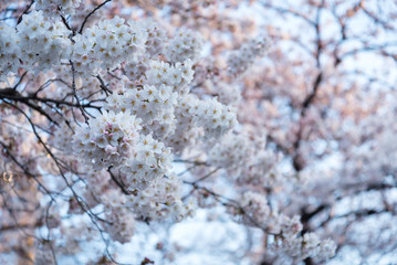 sakura or cherry blossom in ueno park.