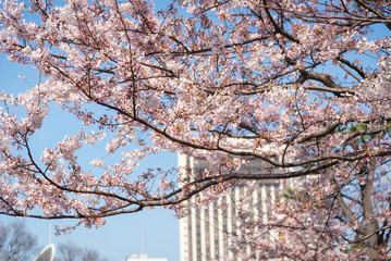 Sakura or cherry blossom on japan