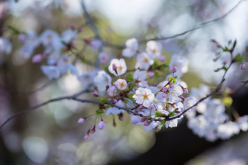 Sakura or cherry blossom on japan
