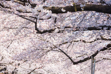 Sakura or cherry blossom on japan