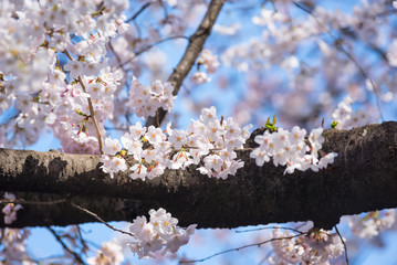 Sakura or cherry blossom on japan