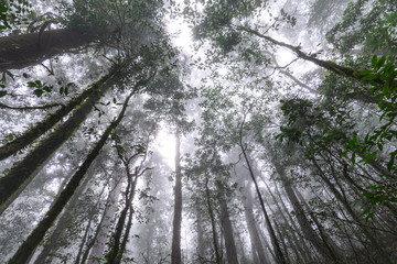 Rainforest at Doi Inthanon National Park in Chiang Mai, Thailand.
