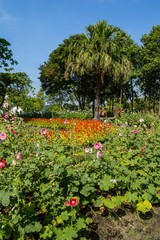 Fototapeta na wymiar beautiful flower garden in country Thailand