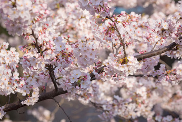 Sakura or cherry blossom on japan
