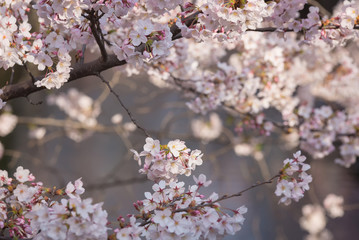 Sakura or cherry blossom on japan