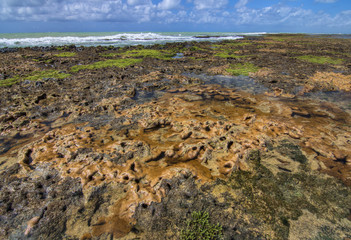 Obraz premium Coral barrier reef exposed at low tide off Brazil's northeast co