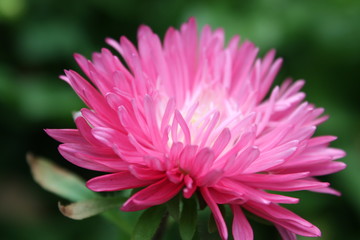 Fototapeta premium asters