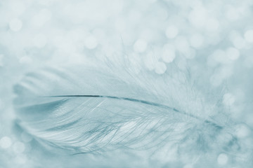 Tender feather on light background for your design, blue color, copy space for text