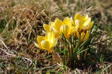 Krokus gelb - Crocus yellow 08