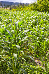 Obraz premium Corn Field Closeup