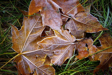 maple leaves