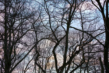 forest trees silhouettes under cloudy sky