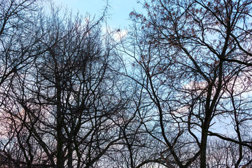 Fototapeta na wymiar bare tree branches on a blue sky