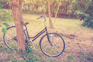Fototapeta premium bicycle vintage in garden with sunlight