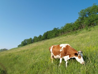Fototapeta na wymiar cow on the field
