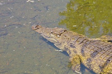Nile crocodile Crocodylus niloticus on the banks of the  in South Africa