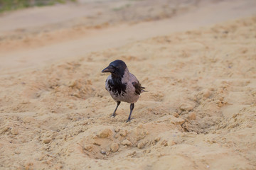 Grey crow on sand 