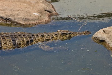 Nile crocodile Crocodylus niloticus on the banks of the  in South Africa