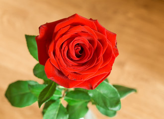 Closeup of single red rose