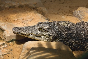 Nile crocodile Crocodylus niloticus on the banks of the  in South Africa