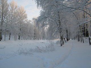 Obraz premium winter in forest