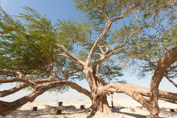 Tree of Life, Bahrain - 98144033