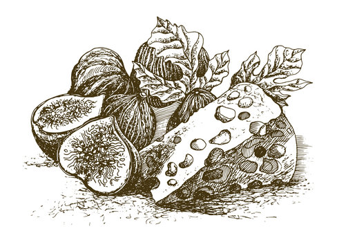 Still life with figs & cheese. Vector illustration.