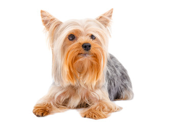 Portrait of Yorkshire terrier,  lying looking up