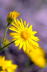 Senecio flower. Beautiful bright yellow flower.