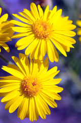 Senecio flower. Beautiful bright yellow flower.