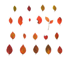 выбор листьев