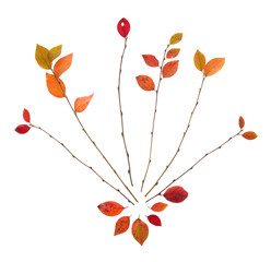 Ветви осени