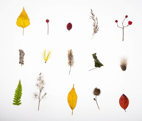 Набор осенней природы