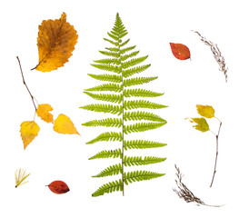 Набор с папоротником