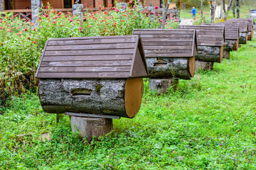 Honey bee hives in the garden.