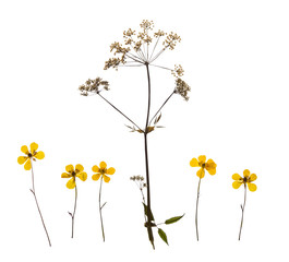 Набор сухих растений с лугов