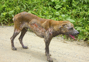 dog scabies