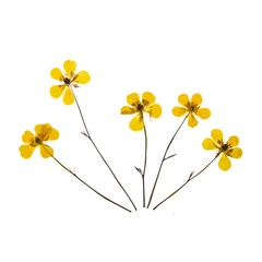 Набор сухих растений с лугов