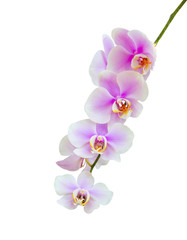 Obraz na płótnie Canvas Pink streaked orchid flower, isolated